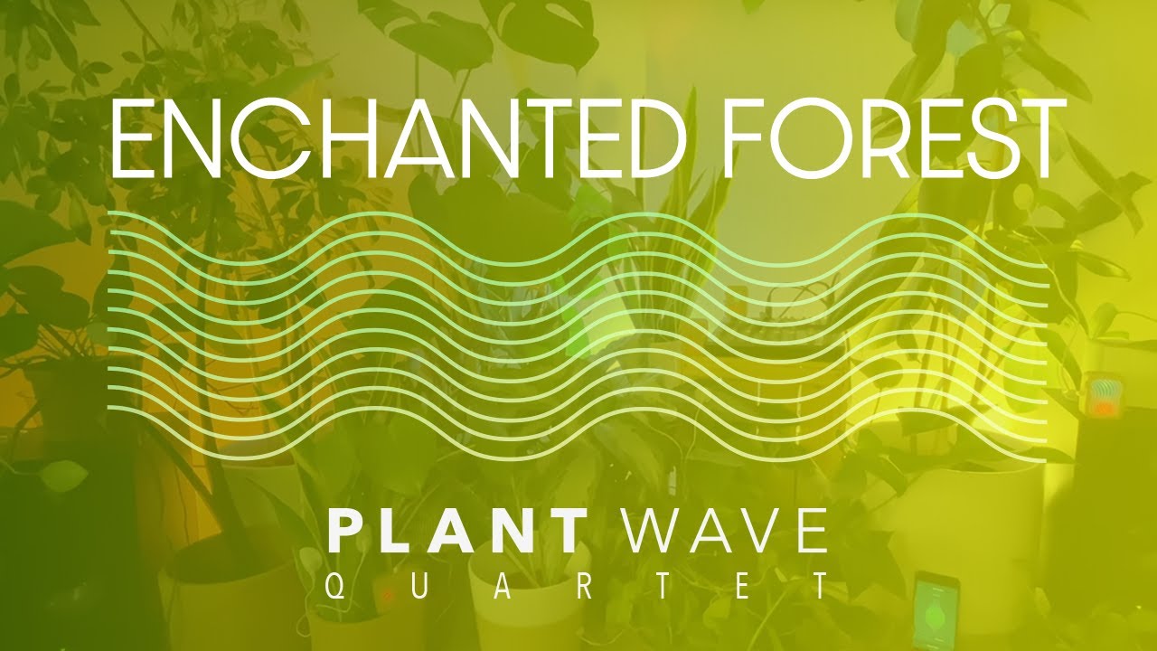 PlantWave Quartet - Enchanted Forest - Energizing Plant Music Focus