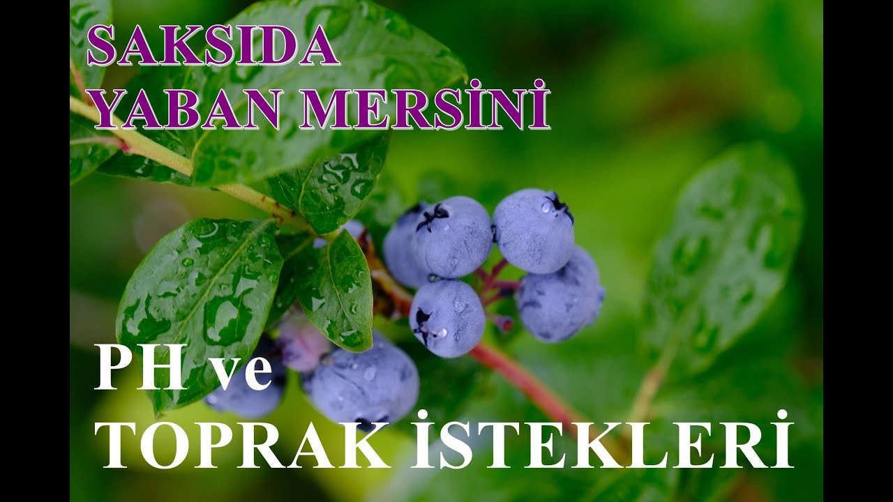 Saksıda #YabanMersini (#blueberry/#borovnica) Üretimi, PH ve Toprak İstekleri