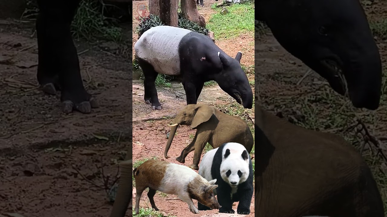The Animal That Looks Like 3 Creatures in One [Malayan Tapir]