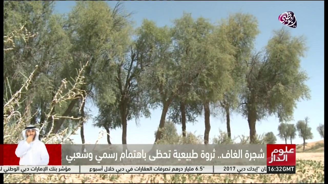 شجرة الغاف.. ثروة طبيعية تحظى باهتمام رسمي وشعبي