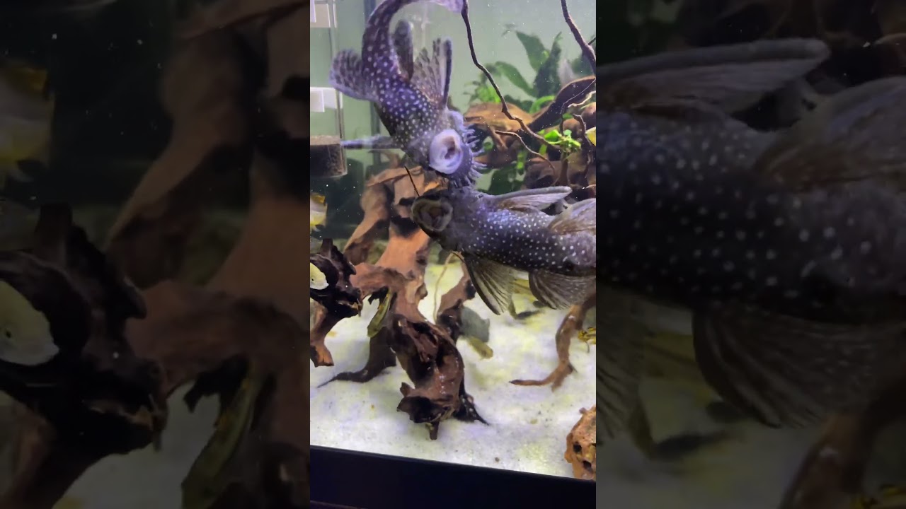 Fish Attack 🎬Fish Love Yeah Baby #ronniecoleman #love #animal #fishtank
