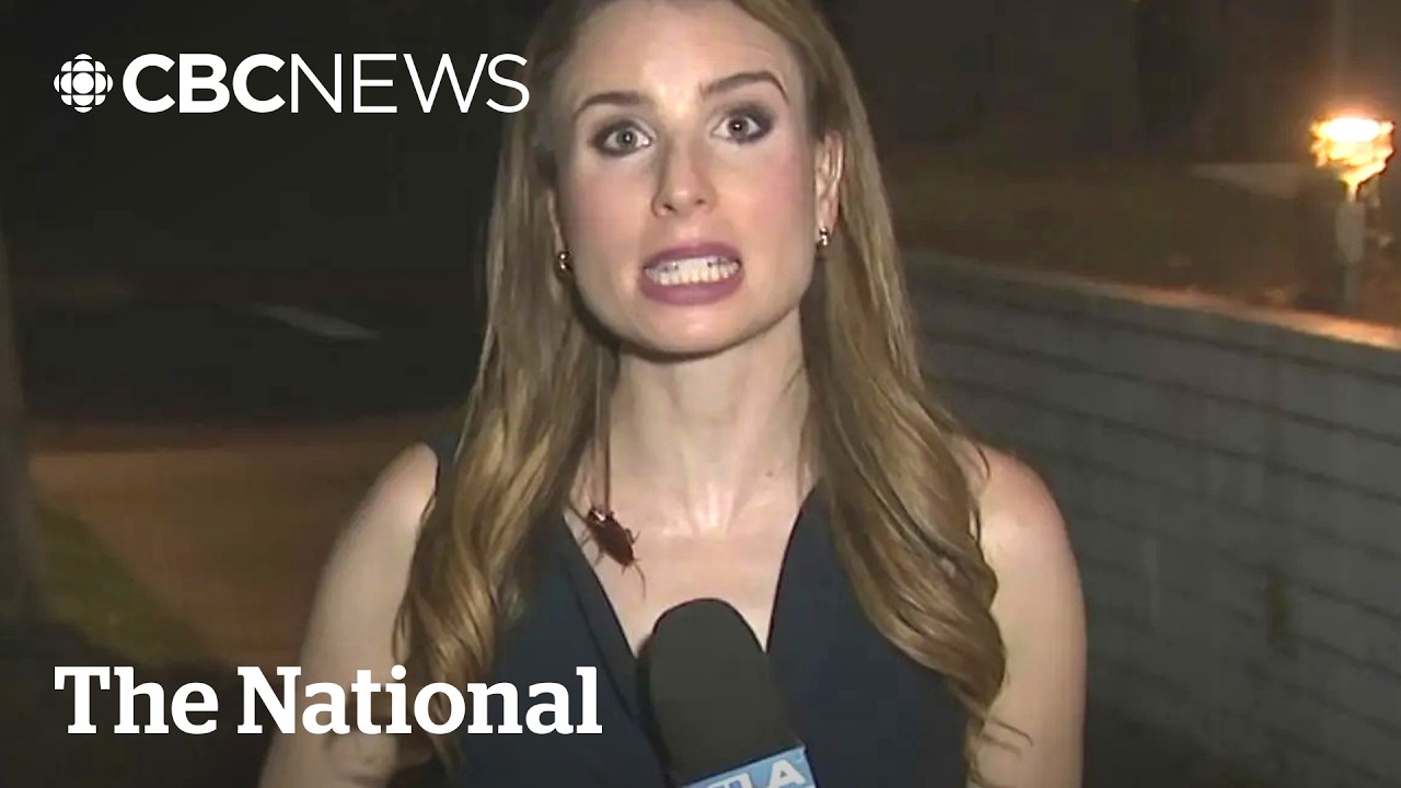 Giant cockroach crawls on reporter during live broadcast | The Moment
