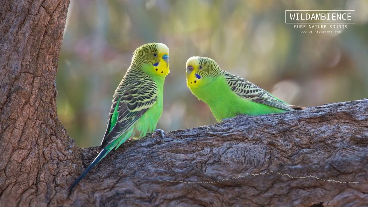 Budgie Calls! The sounds of Budgerigars in the Australian outback