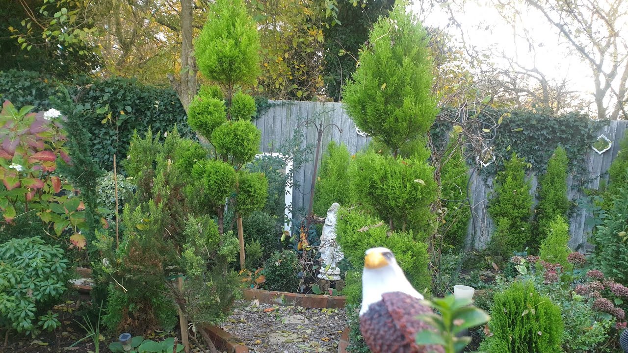 My back garden in autumn - early November 2025.. leaves are falling 