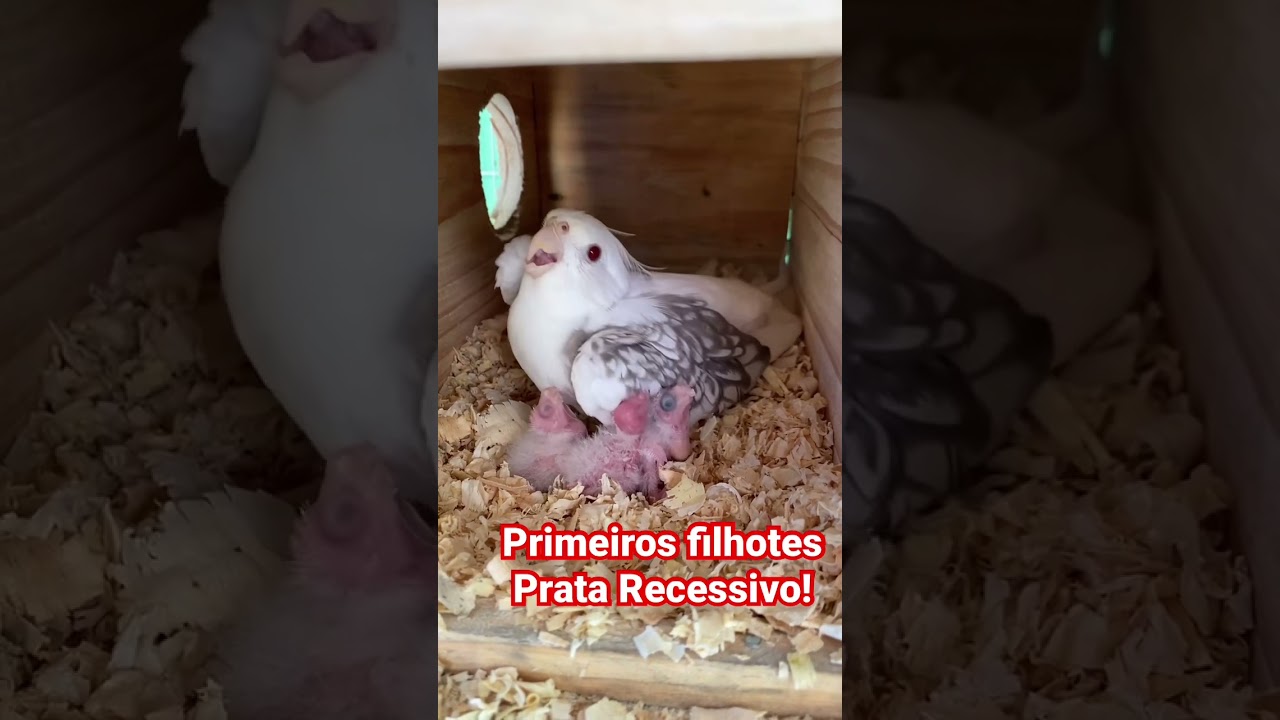 Filhotes de calopsitas PRATA RECESSIVO! #calopsita #cockatiel
