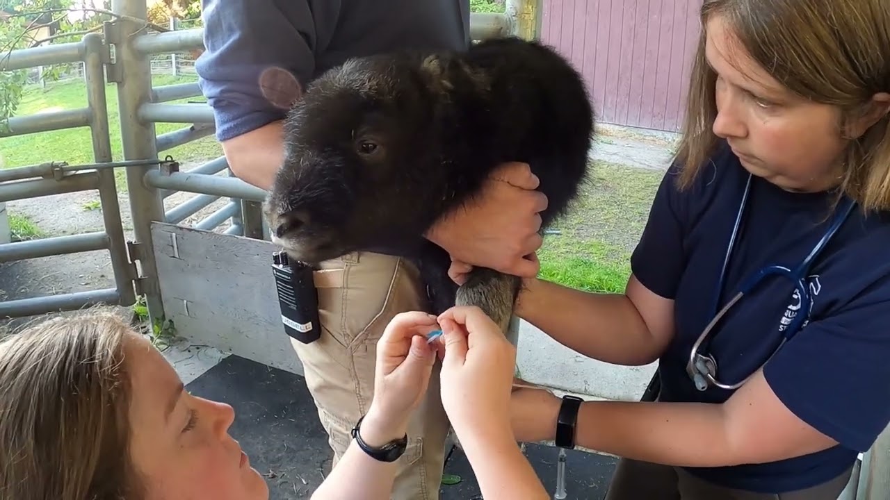It's a girl! Muskox calf born at Point Defiance Zoo