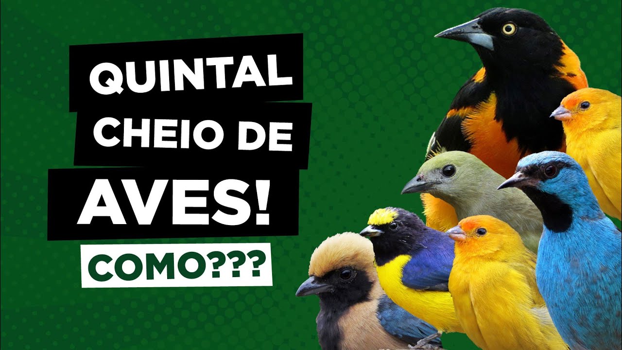 FIZ ISSO E ME SURPREENDI  | Atraindo aves pra minha casa