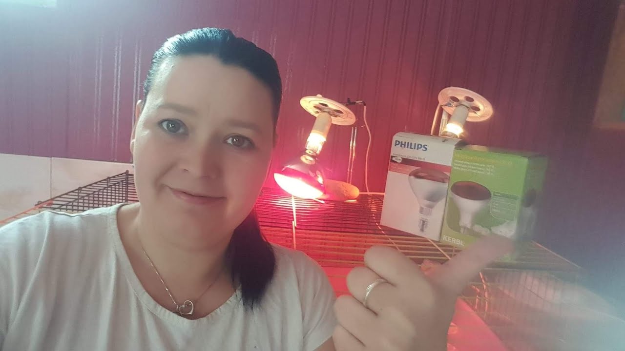 Cu ce încălzim pui de prepeliță si de brahma in primele săptămânii ( Bec cu infraroșu )