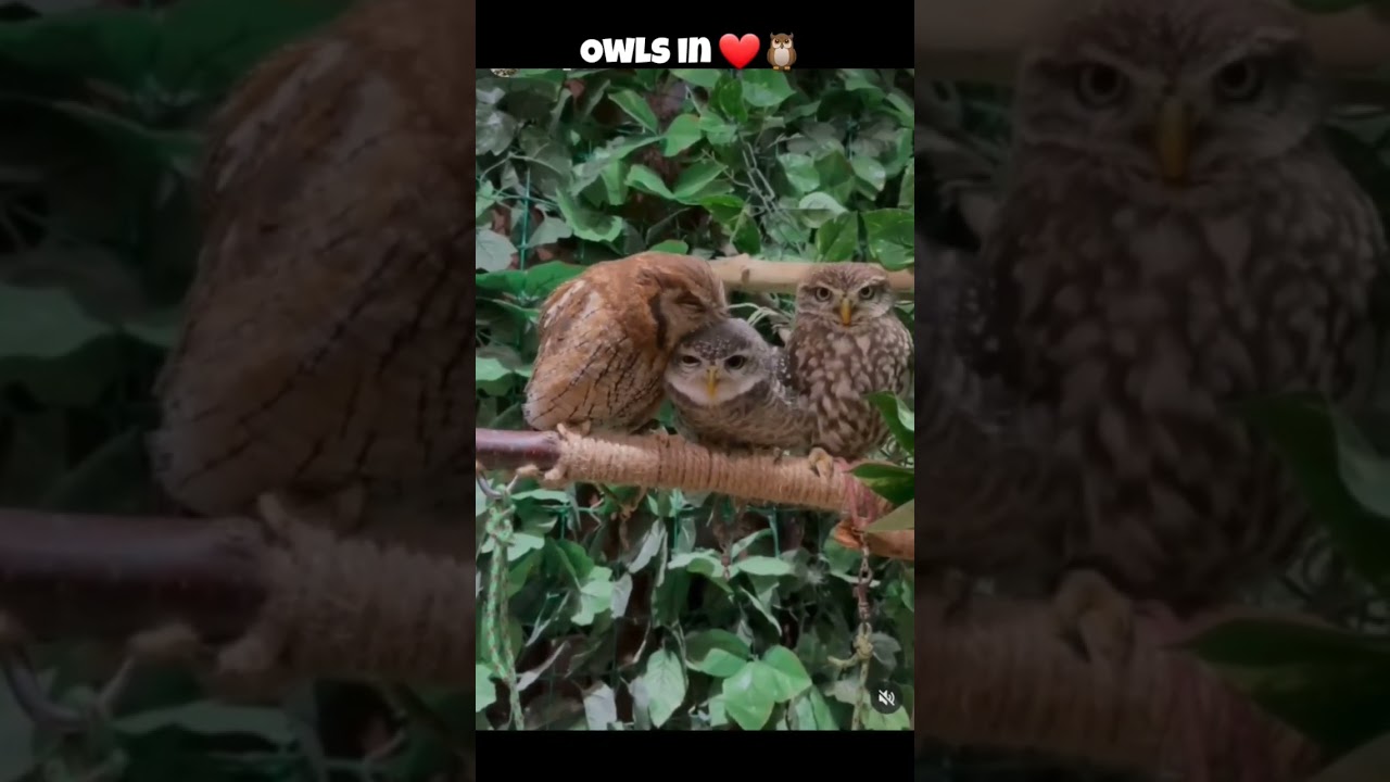 owls in love ❤️ 