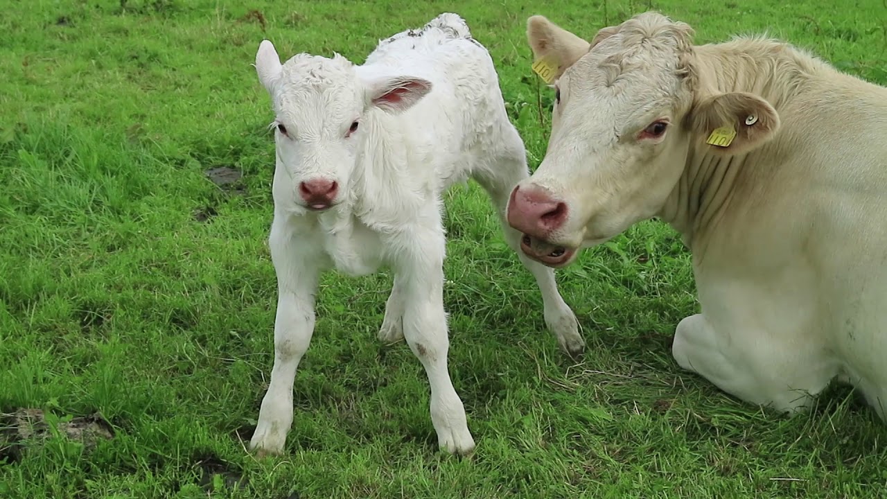 BETTER farm beef update – Michael McDonald, Co Kilkenny