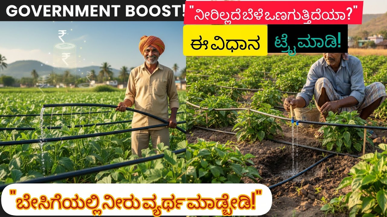 ನೀರಿಲ್ಲದೆ ಬೆಳೆ ಒಣಗುತ್ತಿದೆಯಾ? | ಹನಿ ನೀರಾವರಿ ವಿಧಾನ ಟ್ರೈ ಮಾಡಿ! 💧