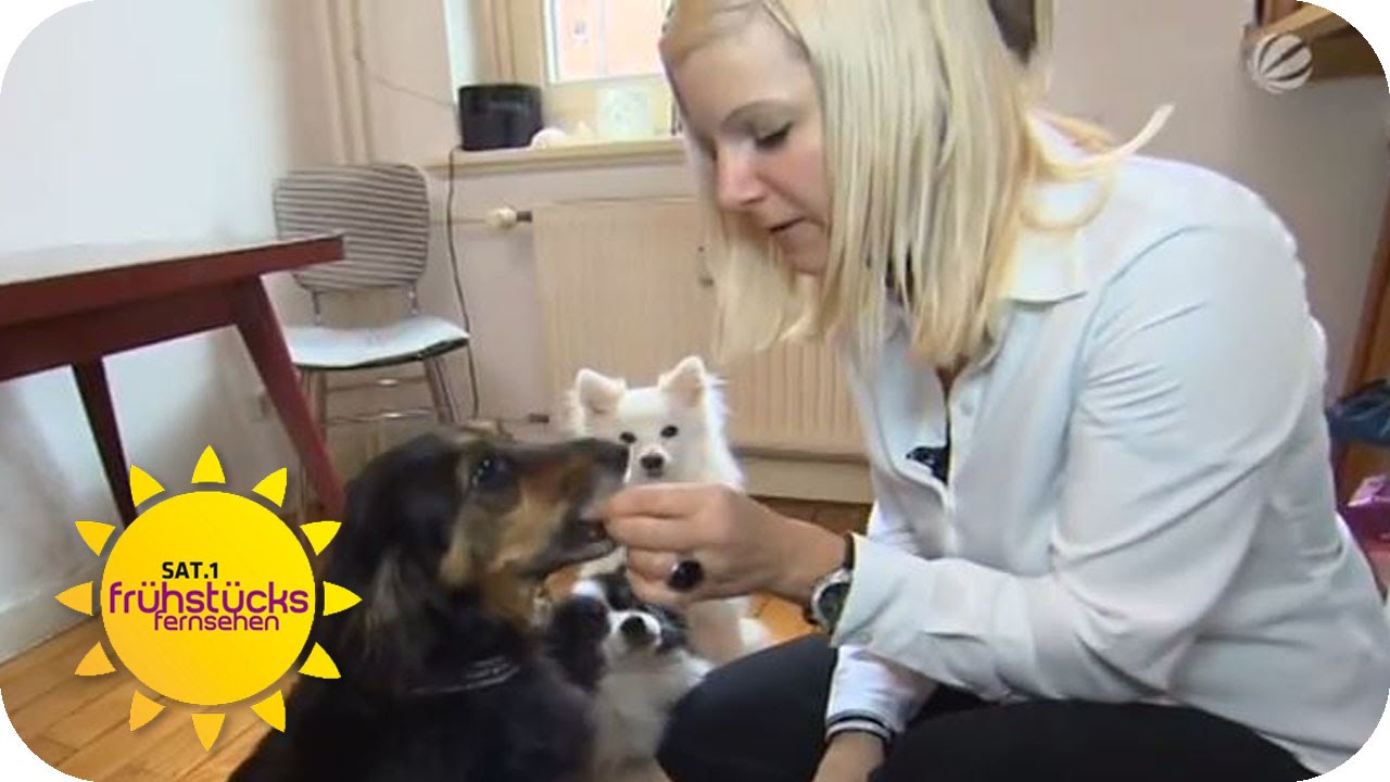 Ist veganes Hundefutter gesund? | SAT.1 Frühstücksfernsehen