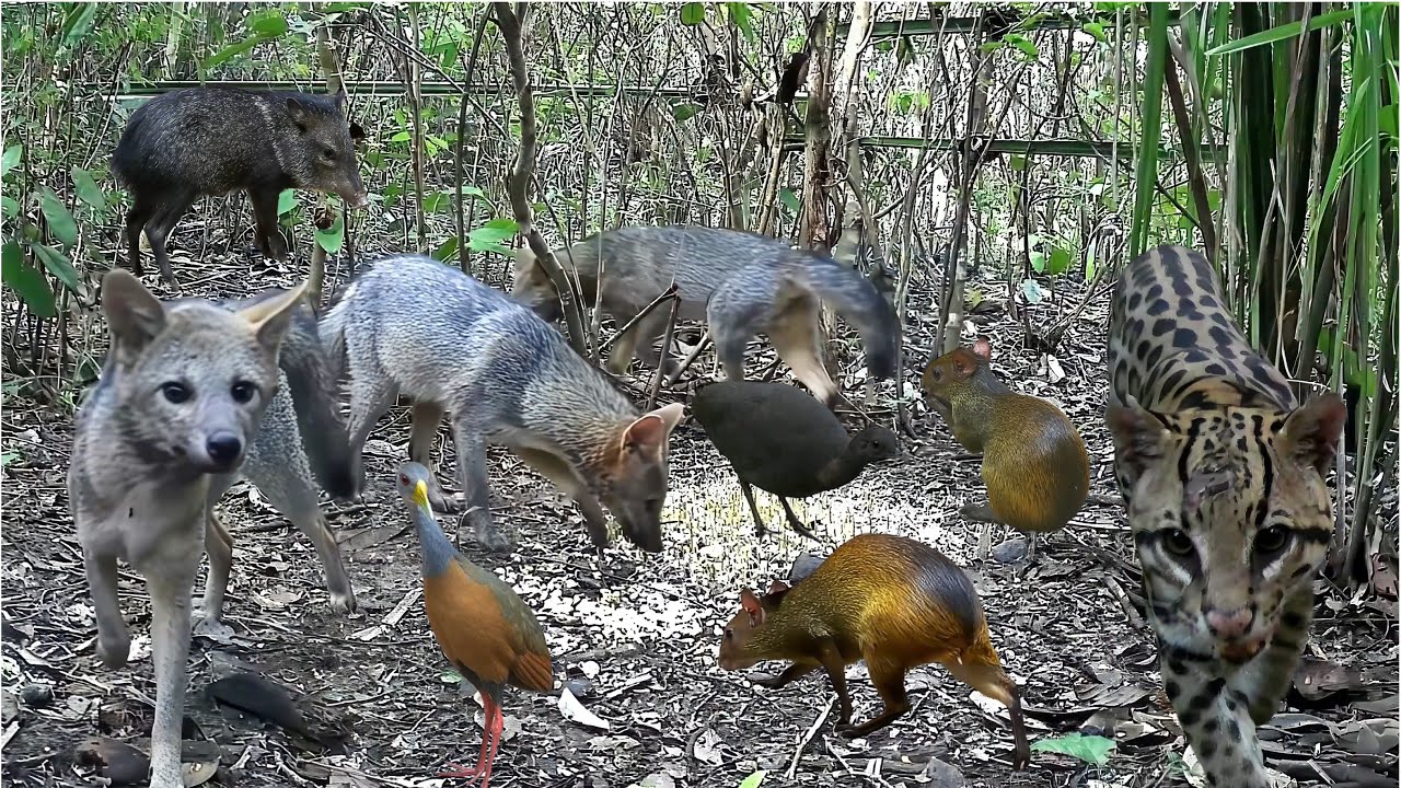 Vida Selvagem na Floresta: pacas, cutias, jaguatirica, caititus, Lambu Preta, saracura e muito mais!
