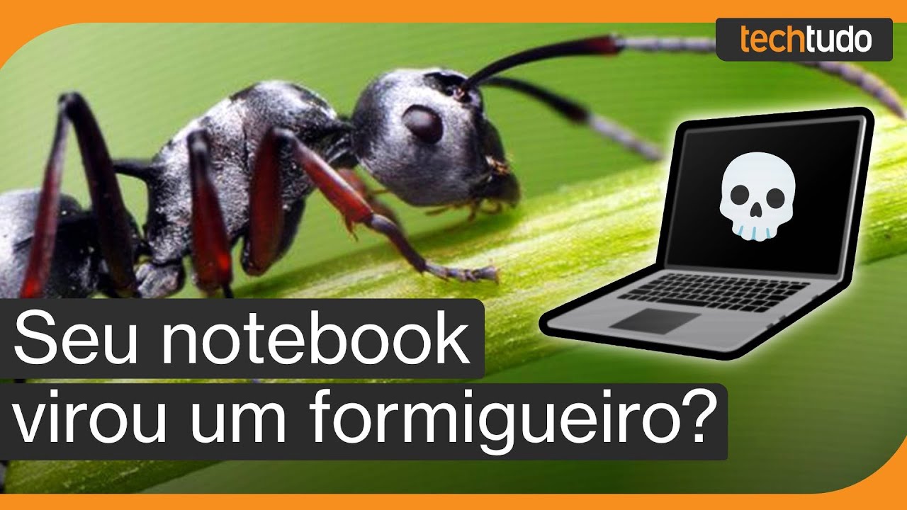 Notebook com formigas? Saiba como evitar &mdash; ou se livrar delas