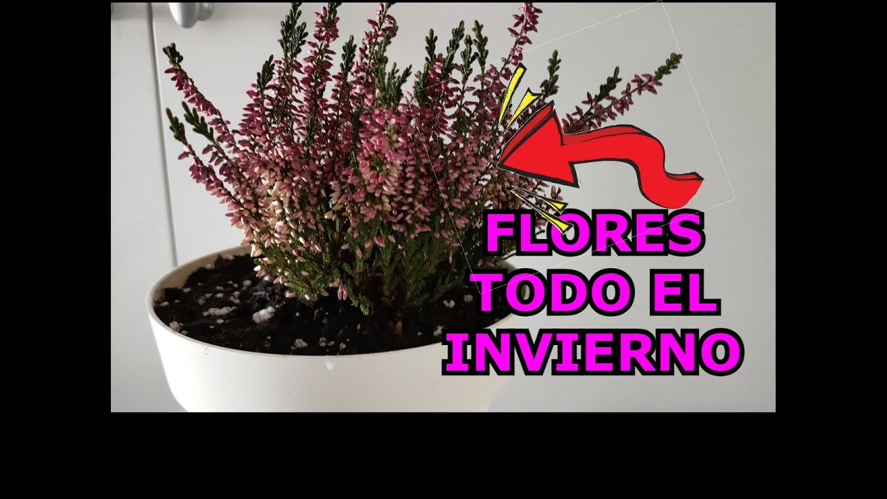 Calluna Vulgaris o BREZO cuidados y cultivo