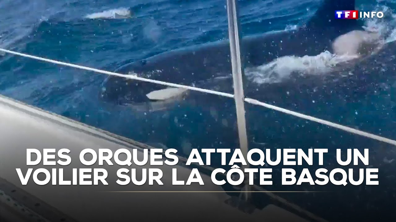 Des orques attaquent un voilier sur la c&ocirc;te basque｜TF1 INFO