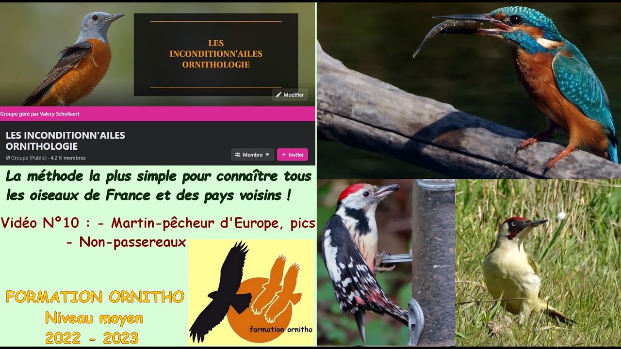 Oiseaux de France 10 : non-passereaux, pics et martin-pêcheur, avec la Formation Ornitho
