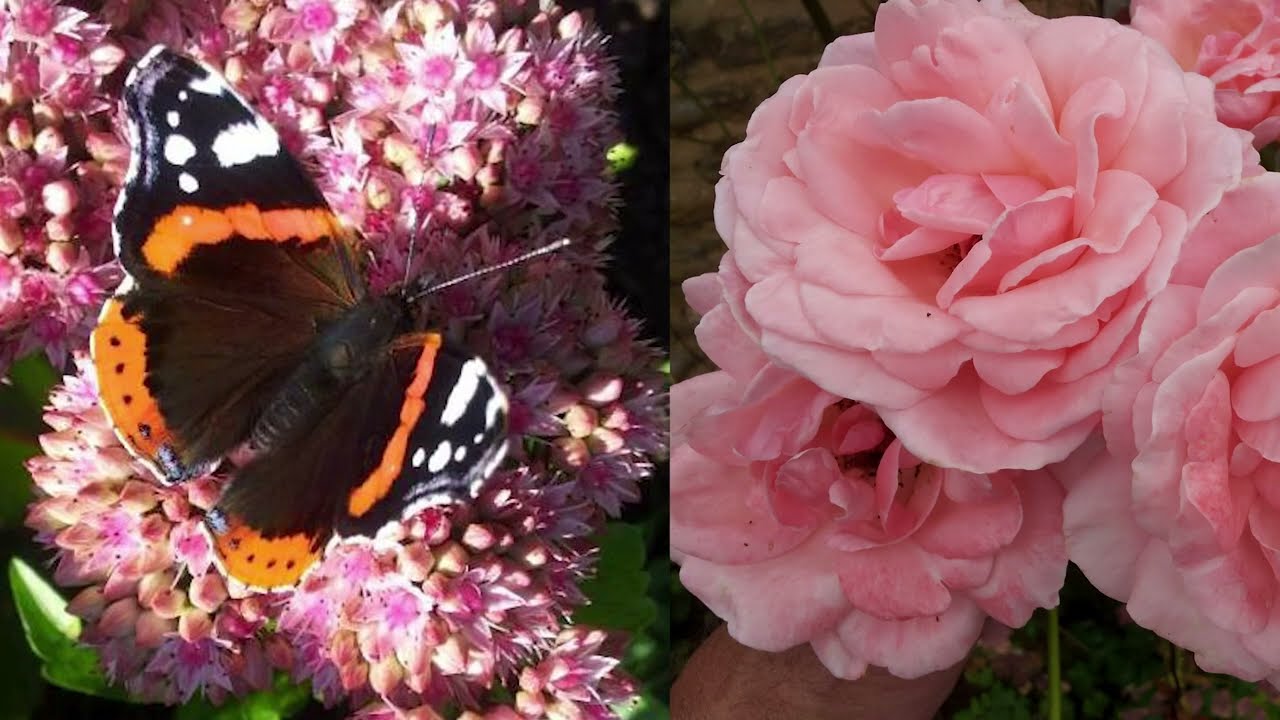 Garden Wildlife Crusade