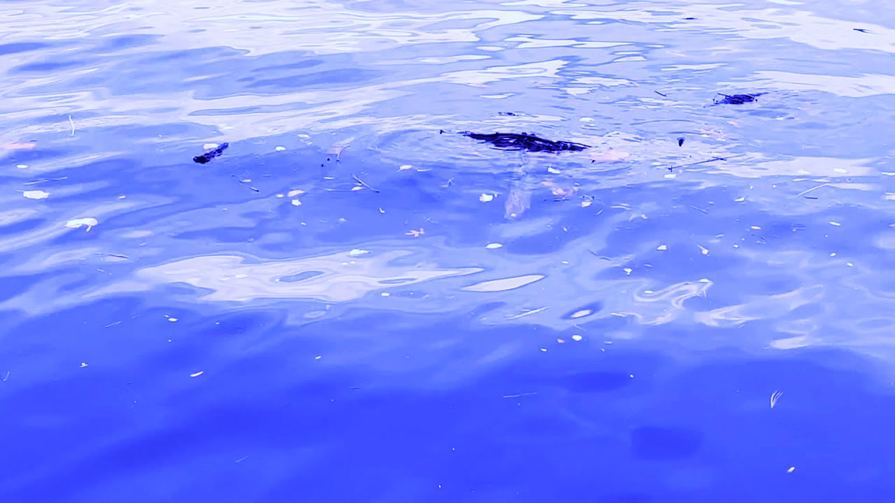 TIM MOTZER - THE WISDOM OF WATER (excerpt 1)