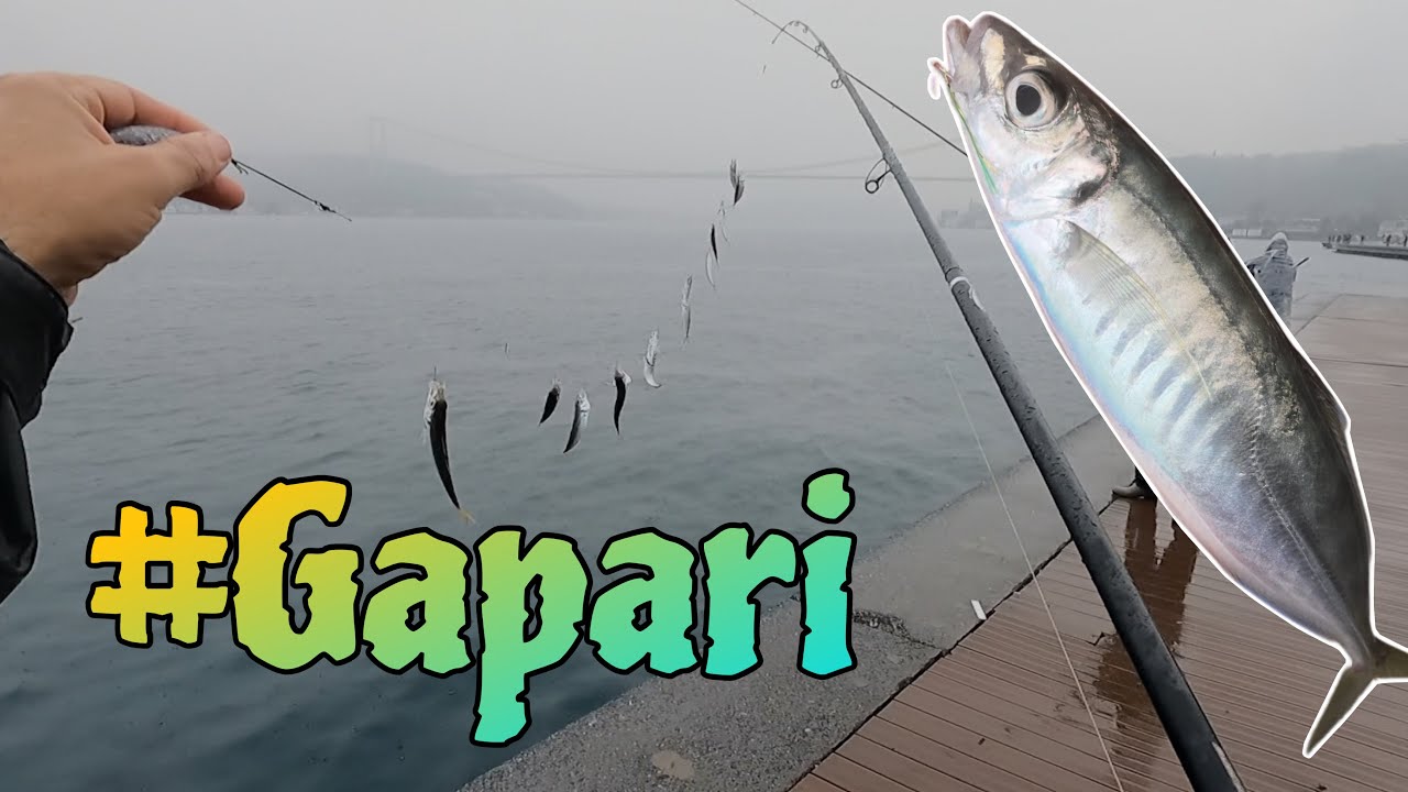 Gapari ile indir bindir İstavrit Balık Avı - Boğazda İstavrit Bereketi