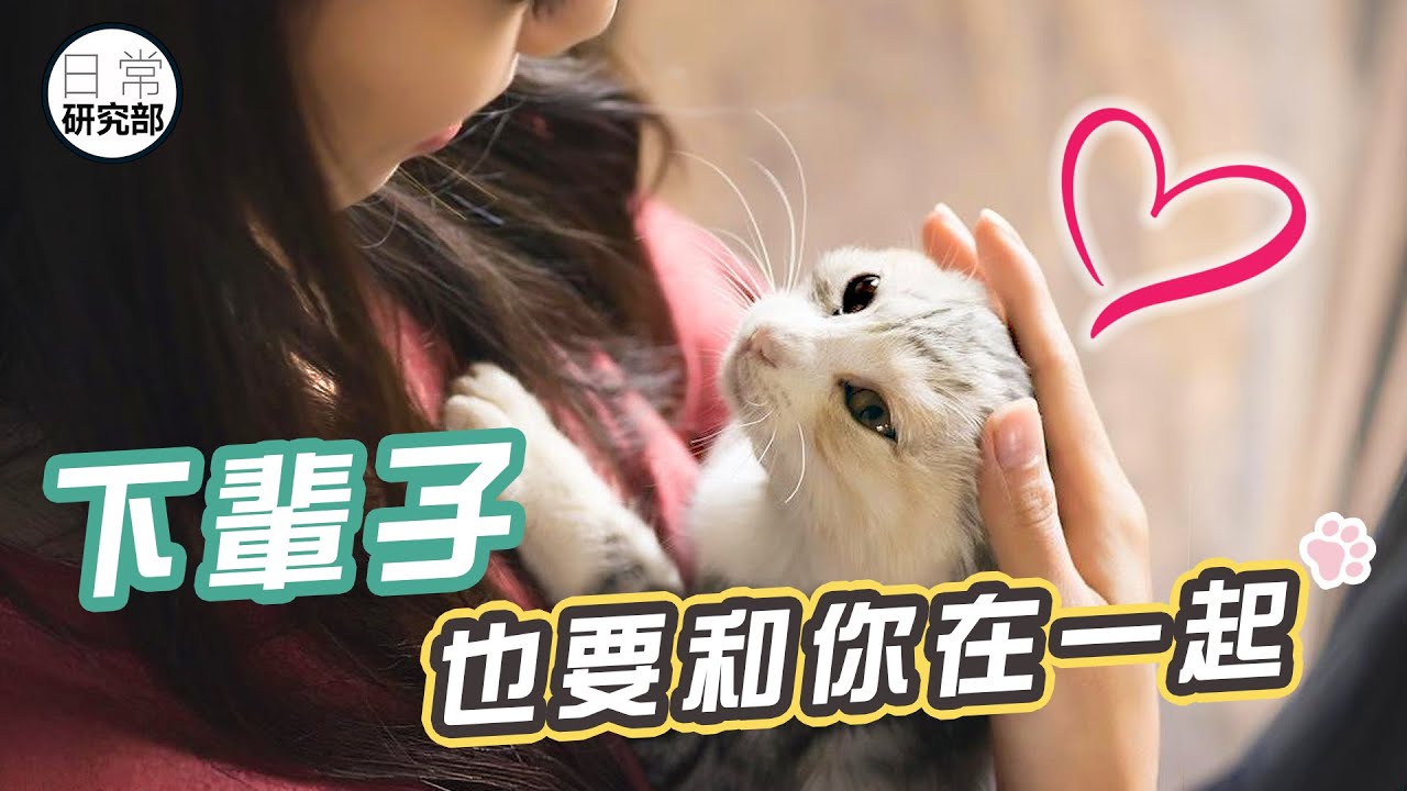 你相信貓會轉世嗎？｜只想待在你身邊，下輩子也要做你的貓！