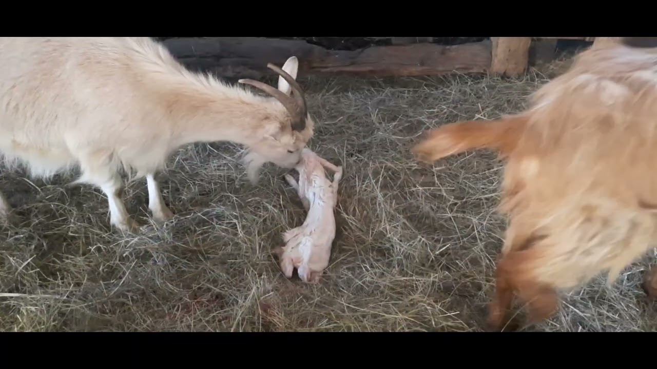 Vă  arăt  cum  fată  o capră  doi iezi 🐐🐐🐐🐐🐐