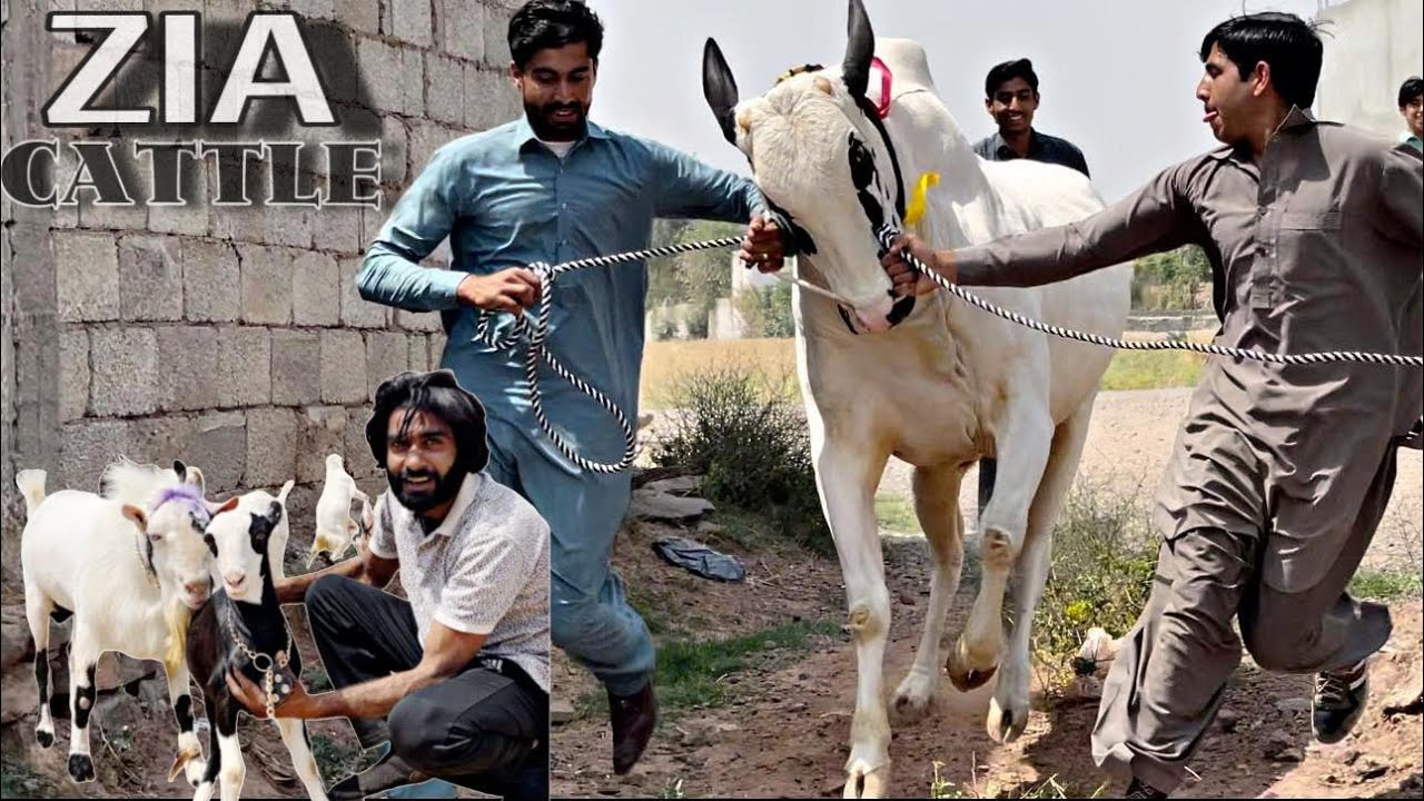 Shoq to hoga | Zia Cattle | extreme dangerous dhani beauties | bakra eid 2025