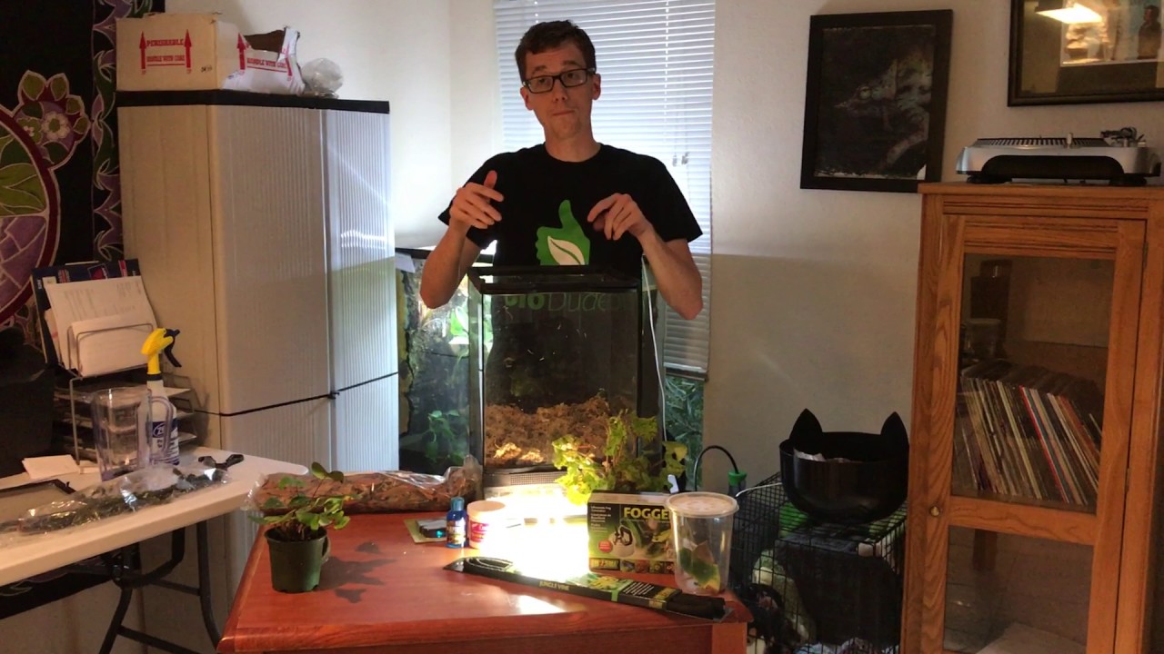 How to setup a Red Eye Tree Frog BioActive Vivarium. Self-cleaning, self-maintaining