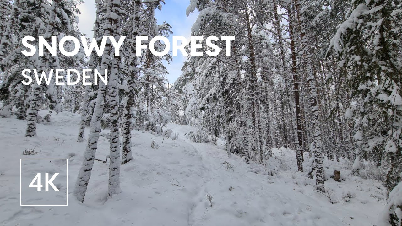 4K Deep Snow Off-Trail Virtual Walk in Swedish Winter Forest