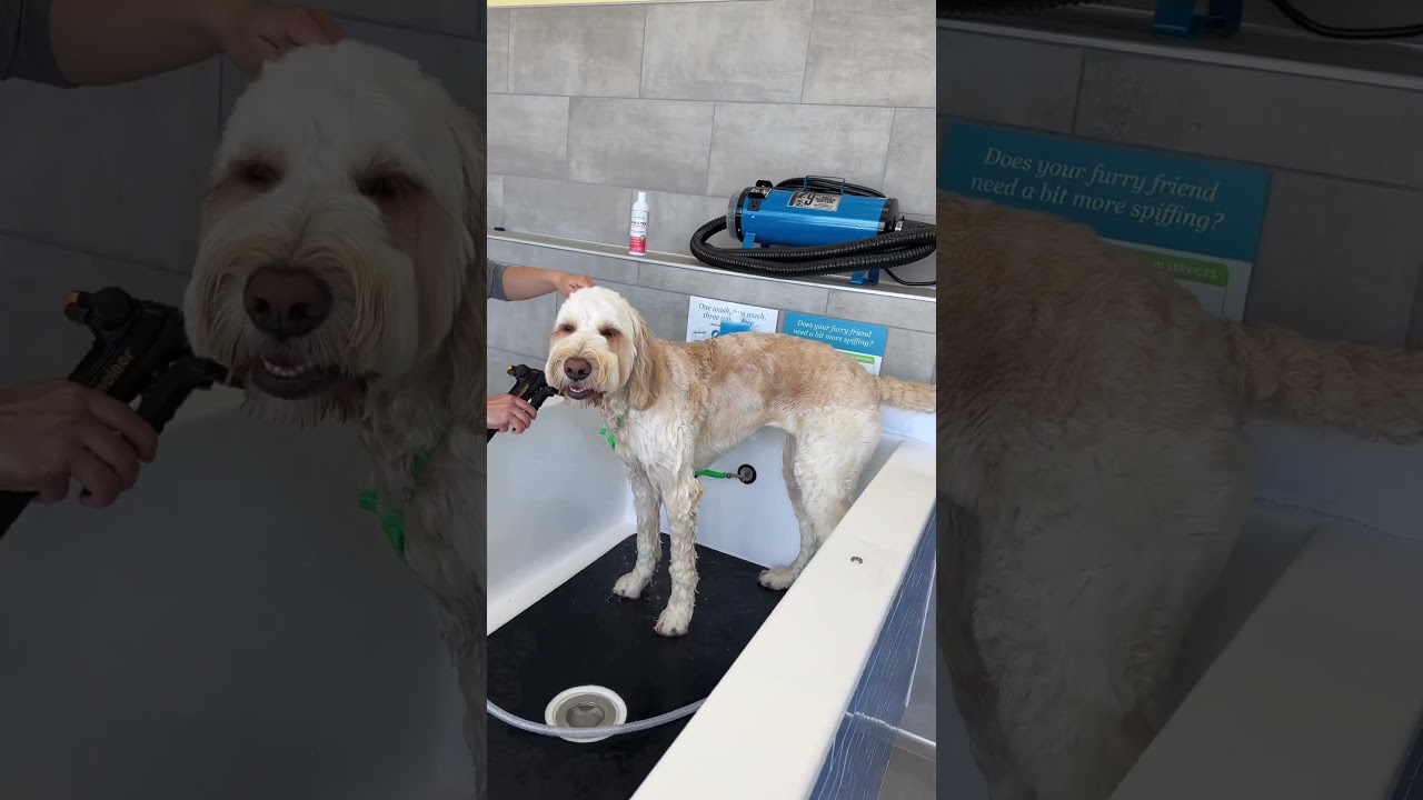 Self Serve Dog Wash at Pet Evolution Shoreline