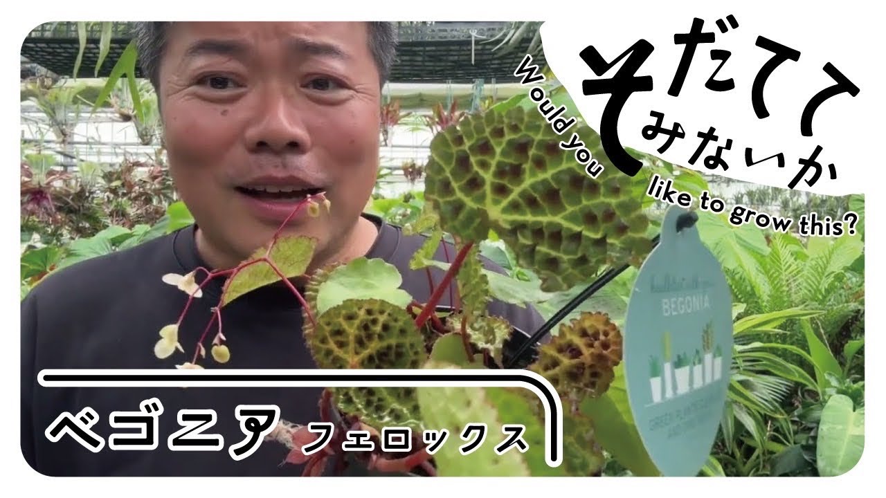 湿度が大好きな❓気持ち悪いアイツを育ててみないか⁉️ベゴニア編