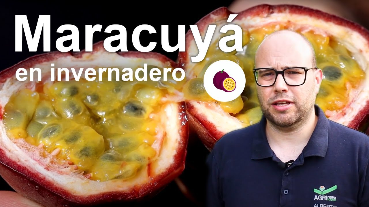 Cultivo de Maracuyá en España - Nutrición vegetal y recomendaciones