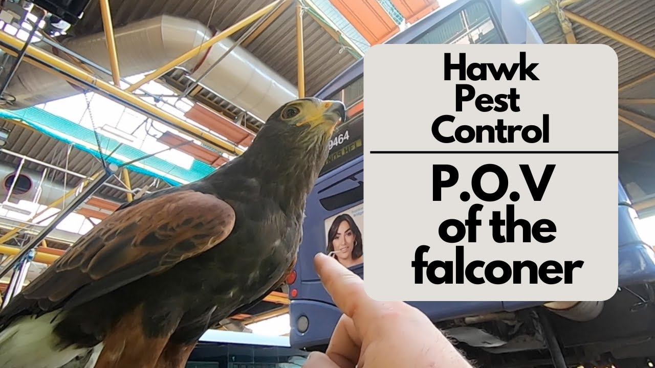 Hawking pest control   the point of view of the falconer flying his birds of prey