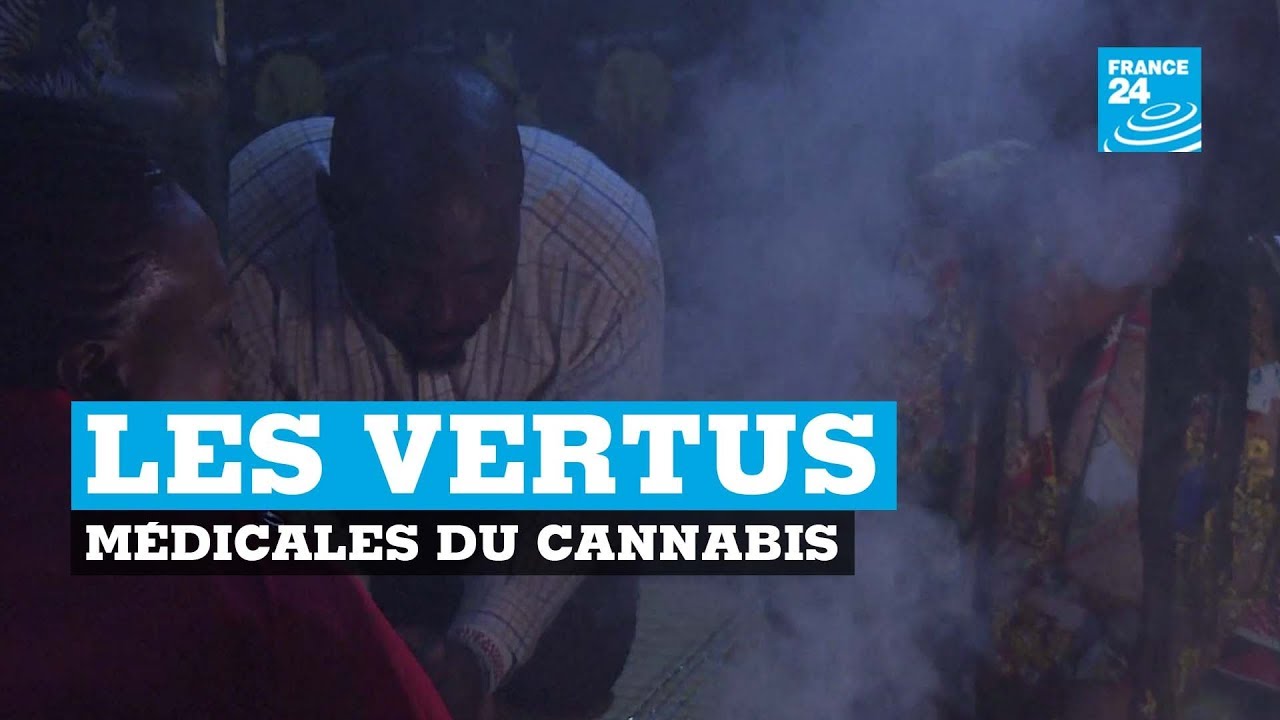 Afrique du Sud, les vertus m&eacute;dicales du cannabis