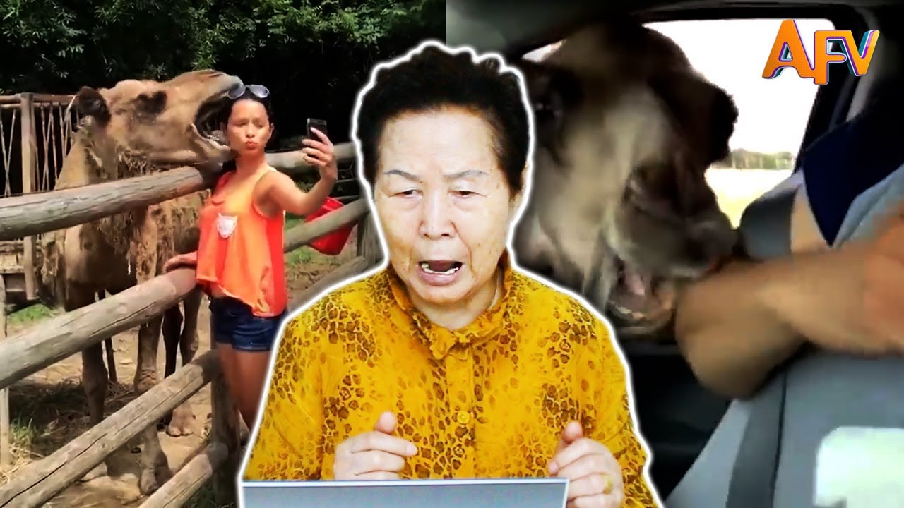 Korean Grandma Reacts to 'America's Funniest Home Videos' (Animal Fails)