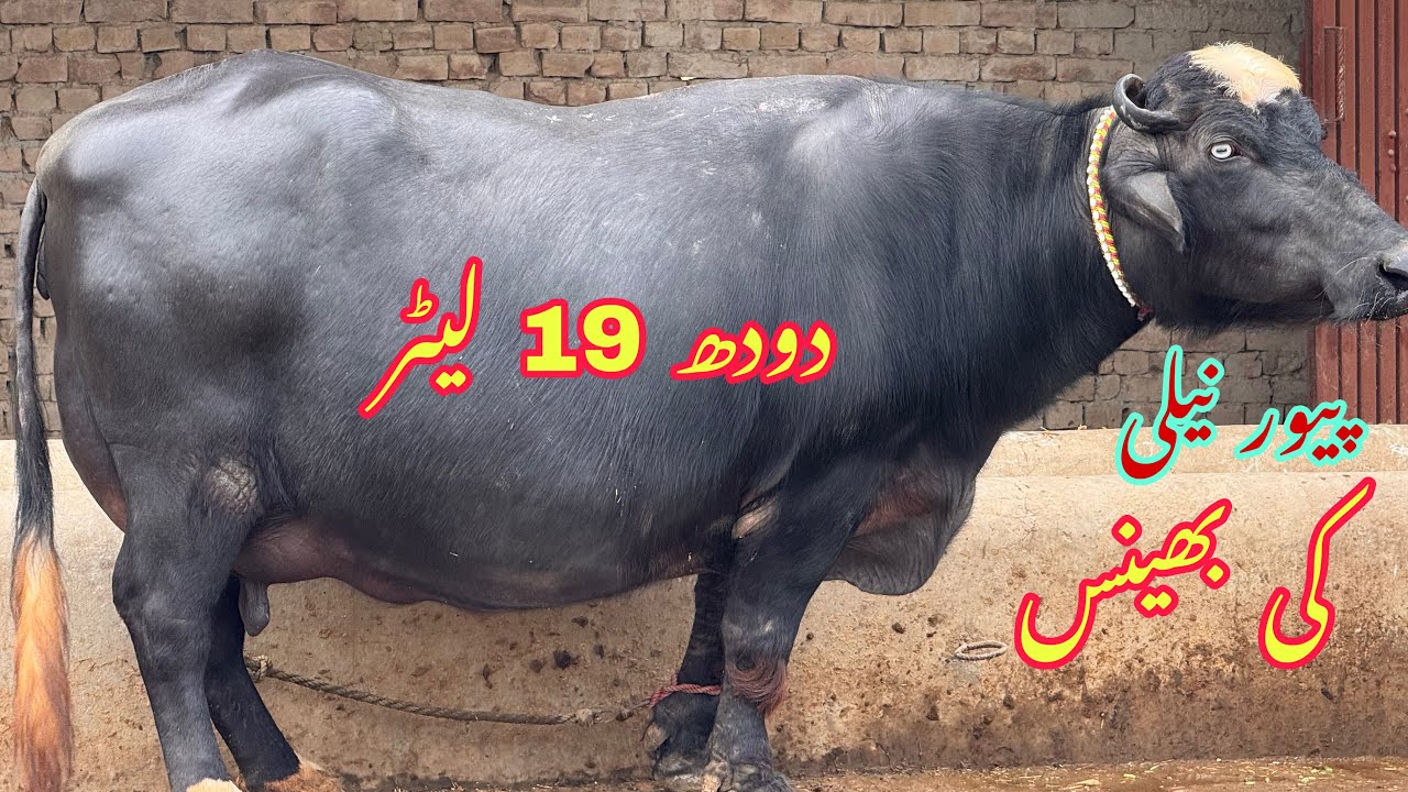 پیور نیلی کی دو جن  بھینس دودھ 19 لیٹر  pure Nilli high milking buffalo for sale in Punjab Pakistan 