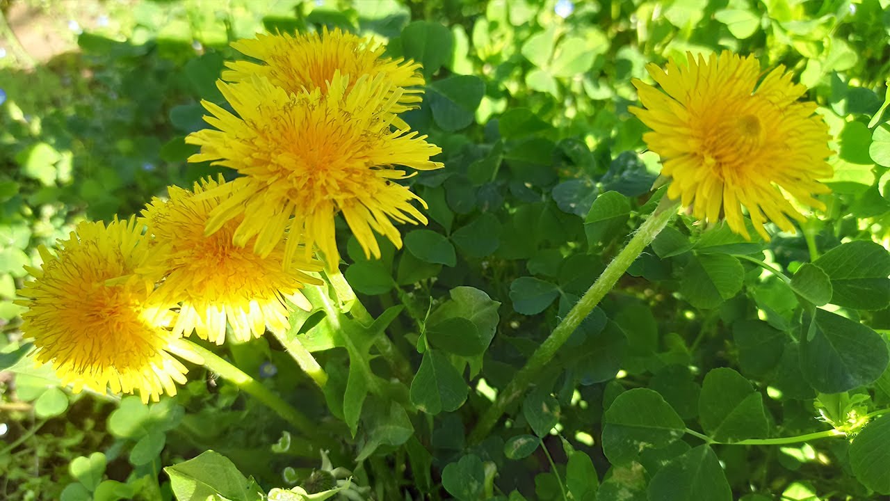 Karahindiba ile Bal Kıvamında Reçel Yaptımı | Emine'nin Köy Hayatı