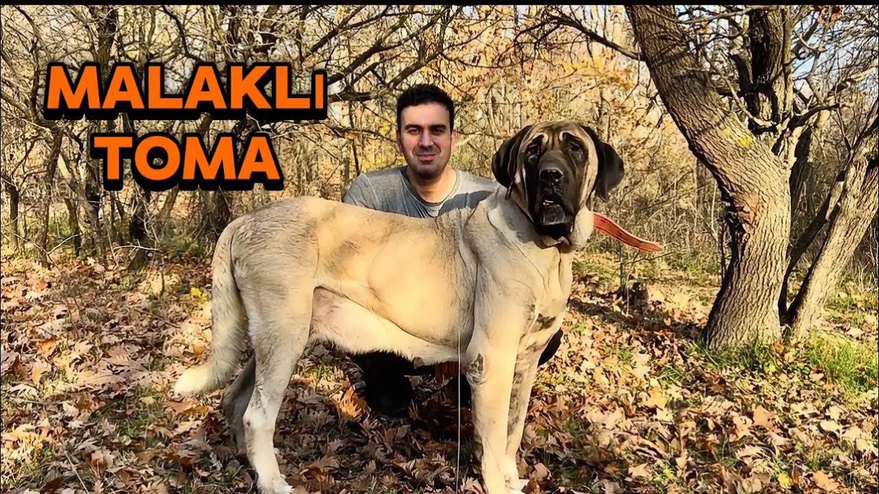 Malaklı Dişi Toma ve Büyük Köpeklerde Mide Dönmesi 