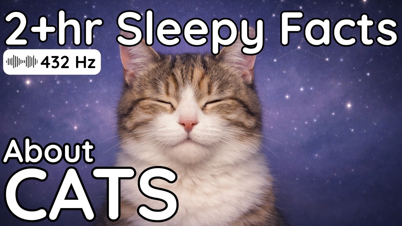 The Most Relaxing Facts About Cats To Fall Asleep To