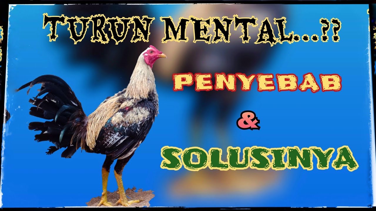 SOLUSI 4YYM P3NAKUT - HILANG M3NTAL #ayampenakut #turunmental #hilangmental #leres #bacol