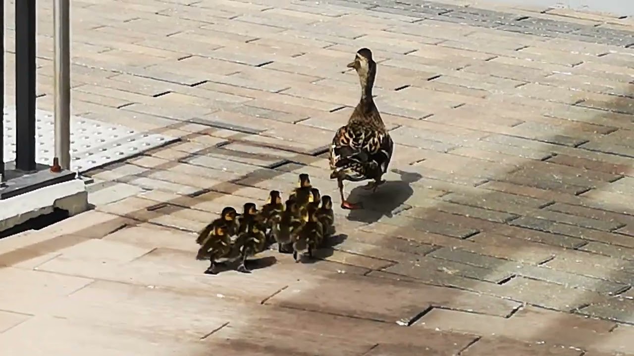 Lost mama duck and her ducklings