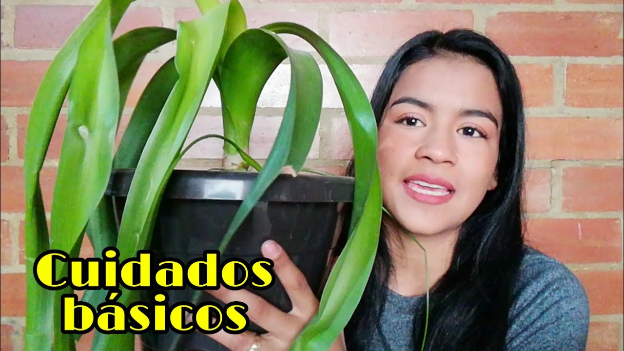 CEBOLLA DE LA PROSPERIDAD: Todo lo que debes saber + recuperación 👩🏽‍🌾| Jardines By Angie