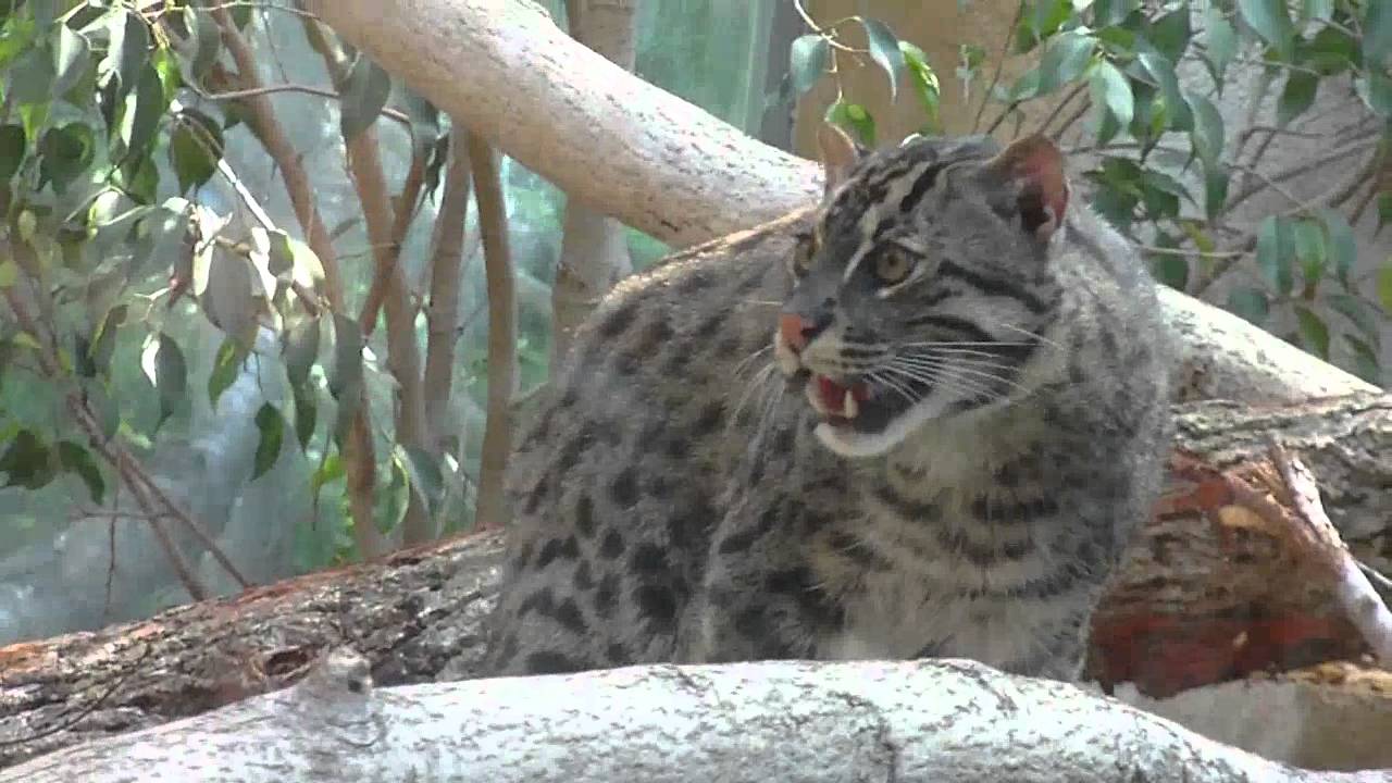 The Fishing Cat at Munich Zoo - Fischkatze im Tierpark Hellabrunn München