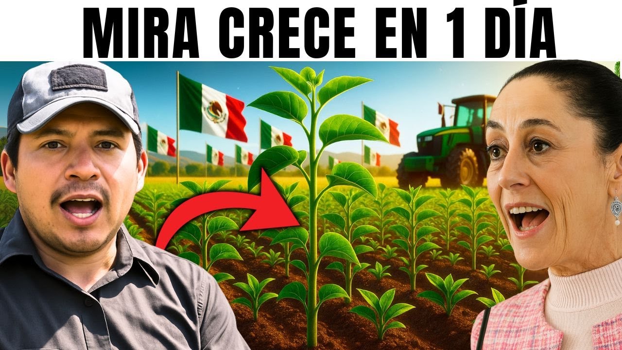 Agricultor Mexicano Deja Helado a México Con el SUPERCULTIVO que Crece en 1 Día Sin Agua