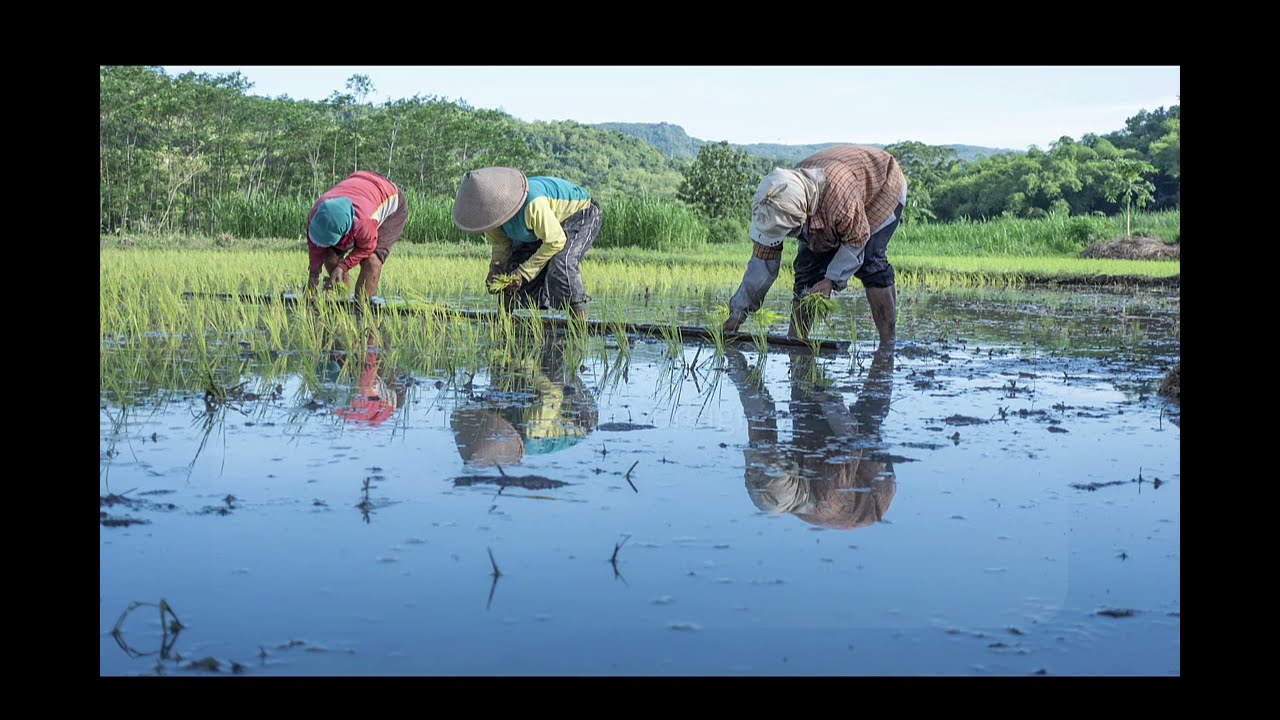 Food Sovereignty Explained: Empowering Communities to Control Their Food Systems