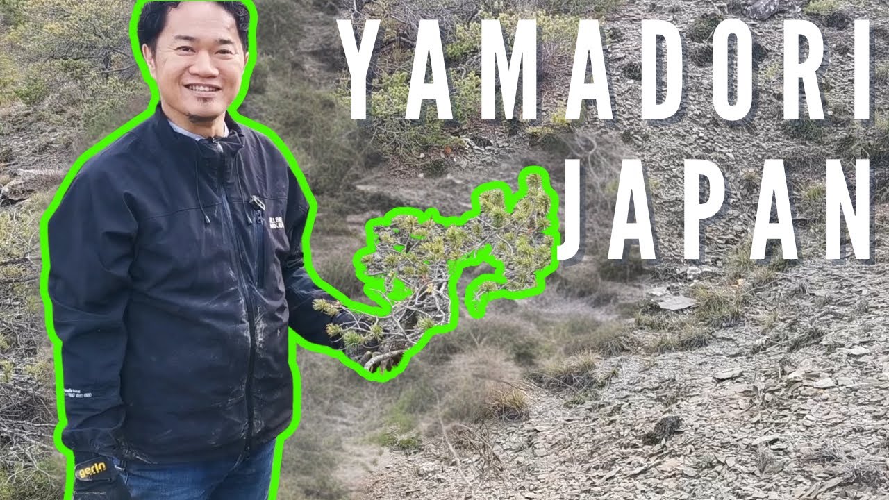 Faire du YAMADORI avec un Maitre Bonsaï Japonais