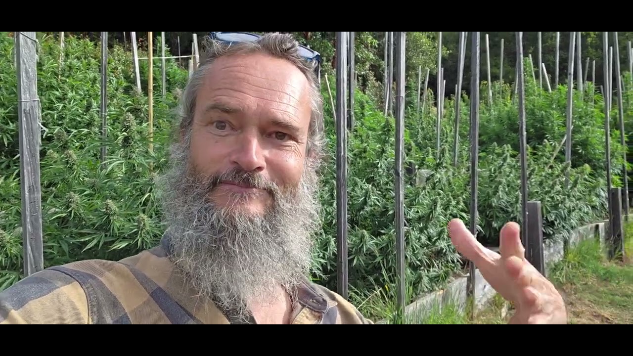 LONG RAMBLE ABOUT SOURCING LANDRACE SEEDS - 8/8/25