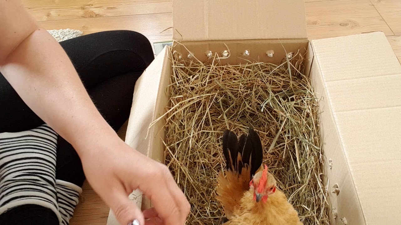 Ayam Serama Hahn mit Tierversand versenden.