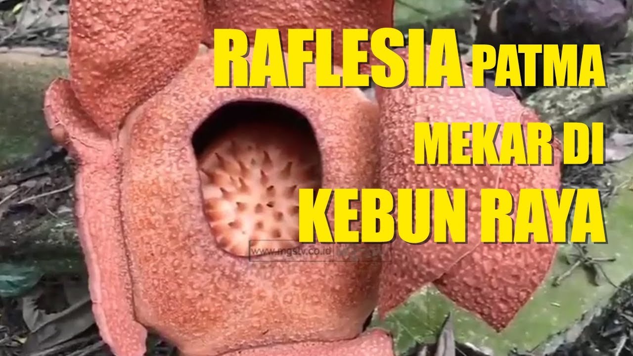 RAFFLESIA PATMA KEMBALI MEKAR DI KEBUN RAYA BOGOR