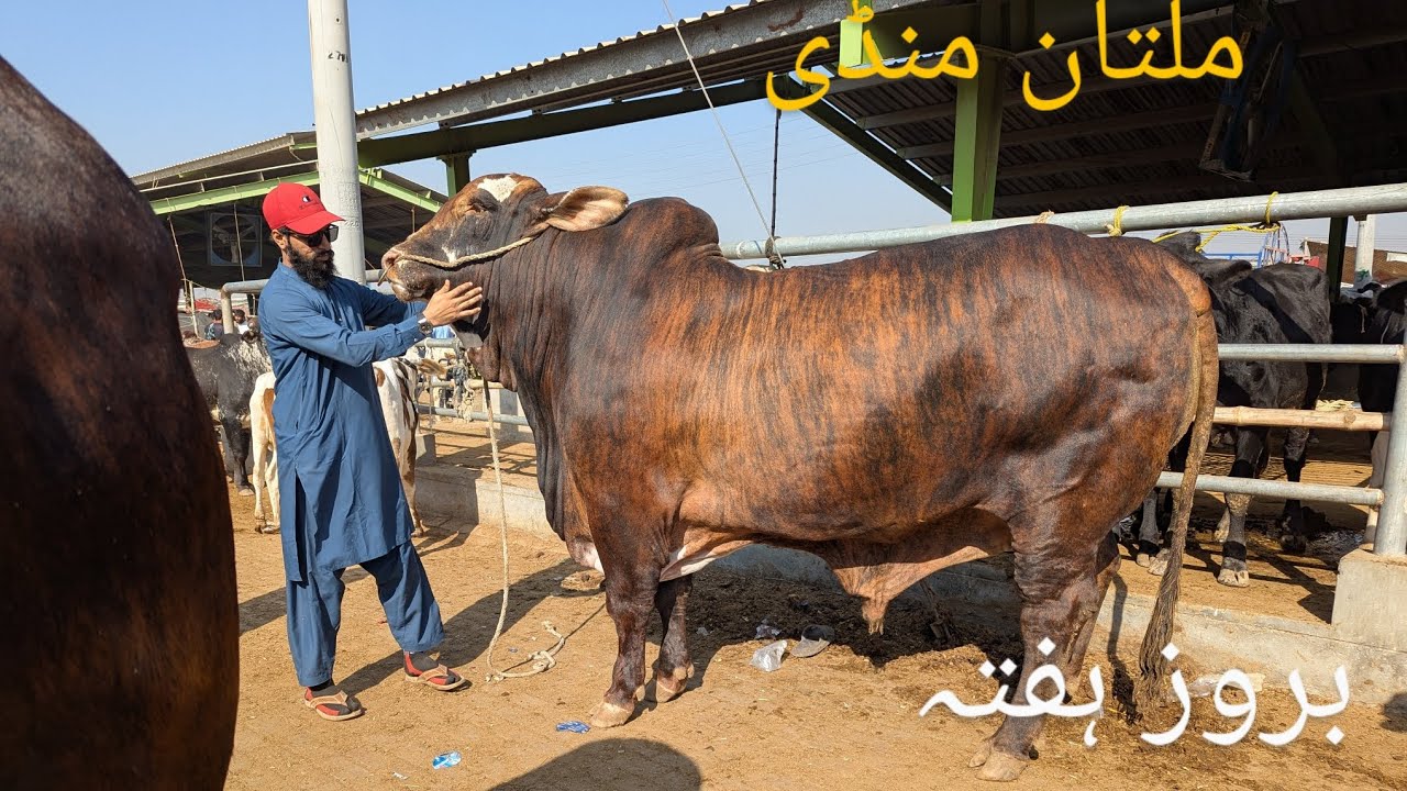 Multan mandi behtarin ki taraf 15/11/2025